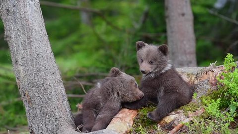 Two bear cubs in forest