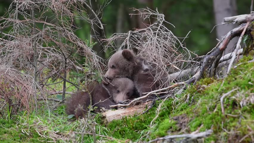 Two bear cubs in forest