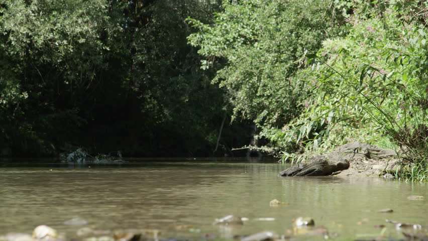 LOW ANGLE VIEW: Idyllically still river interrupted by three dogs chasing and splashing in murky water. Young black puppies running freely in rugged terrain of a shallow stream on sunny afternoon. Royalty-Free Stock Footage #33457951