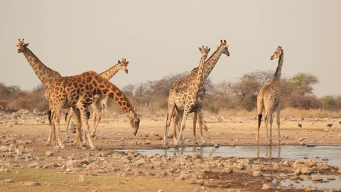 Giraffes (Giraffa camelopardalis) drinking at a waterhole, Etosha National Park, Namibia