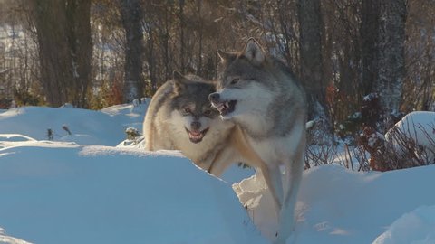 growling snarling angry wolves standing in winter scenery
