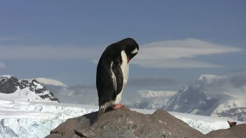 Gentoo Penguin, Antarctica Stock Video