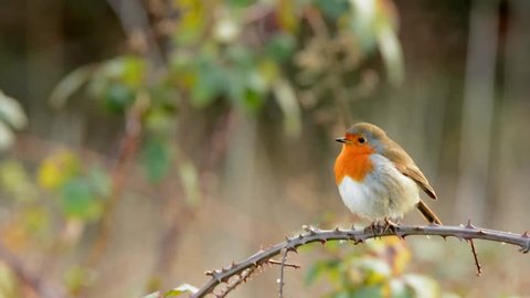 European Robin Erithacus Rubecula Robin 库存影片视频 100 免版税 Shutterstock