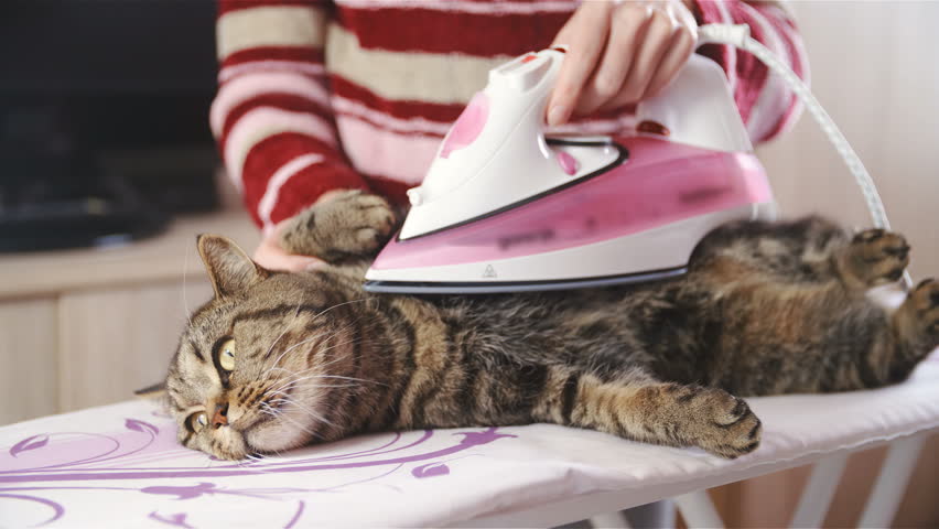 Ironing Cute British Breed Cat Stock Footage Video 100 Royalty Free 33475759 Shutterstock