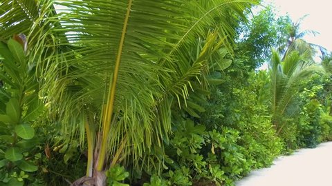 Walk among tropic green and palms on the island.