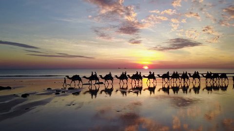 Aerial view of camels on Cable Beach in Broome Australia