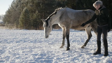 Horse Makes Bow Stock Footage Video (100% Royalty-free) 33479554