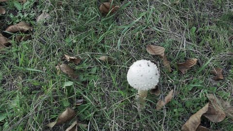 mushrooms on the field
