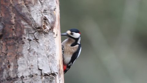 Great spotted woodpecker. Dendrocopos major
