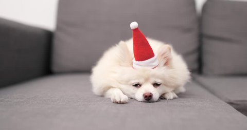 White Pomeranian dog with Santa Claus hat and lying on sofa