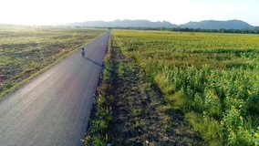 Clip from drone of sunflower field and strait road with a girl biking in sunset