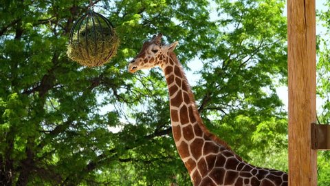 A slow motion shot of a long necked giraffe eating food in his cage at the zoo