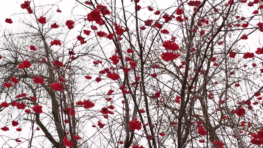 Clusters of rowan berries covered in winter