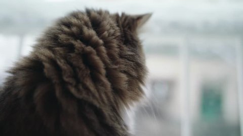 Angora cat in front of a window