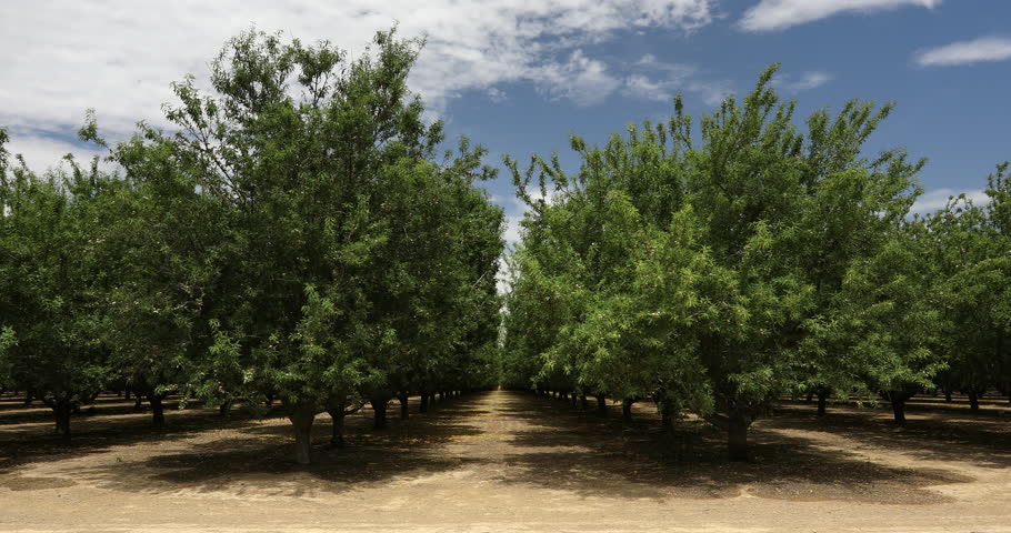 Almond Trees Cultivated in an Stock Footage Video (100% Royalty-free