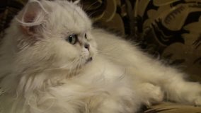 PERSIAN CAT (Face Closeup). 