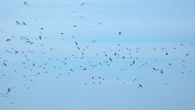 Many geese in the winter blue sky 4k