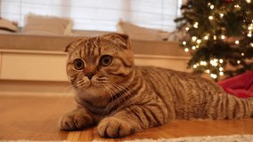 Cute tabby Scottish fold Cat playing in the house by Christmas tree decoration 