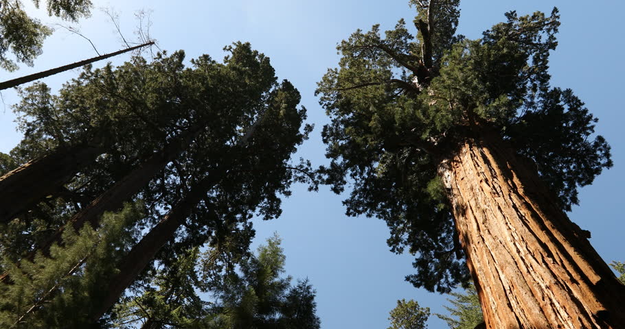 Giant forest of trees in Sequoia National Park California USA