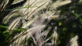 The grass is moving with the wind in the winter. video and footage nature concept