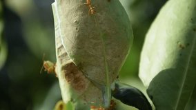 Ant walking on the leaf of lemon tree, video and footage animal or insect nature concept
