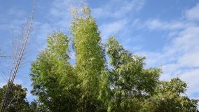The wind is blowing bamboo leaves.video and footage bamboo leaves movement with blue sky 