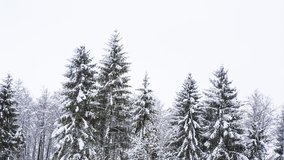 Winter forest at cloudy day. Snow covered trees. Full HD RAW video.