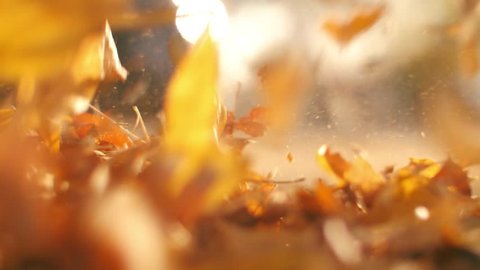 Cleaning up colorful yellow and orange leaves on sunny autumn city street. Slow motion, closeup.