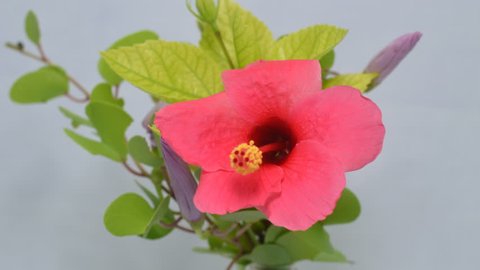 Стоковое видео: Time lapse of hibiscus rosa-sinensis, also known colloquially as the Chinese hibiscus, China rose and shoe flower blooming
