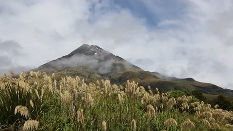 Reed and Mt Egmont  - Taranaki / Mt Egmont National Park, New Zealand