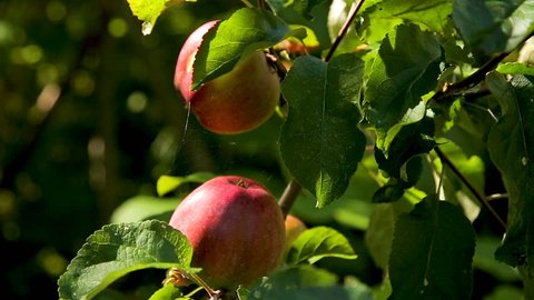 Fresh red apples on a branch in the garden