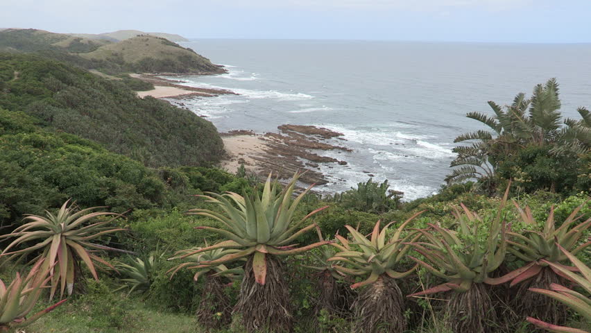 A wide shot of a nature reserve  along the Transkei wild Coast .