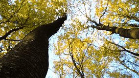 Autumn leaves falling in slow motion and sun shining through fall leaves - Powered by Shutterstock - Get 15% off with code: PIKWIZARD15