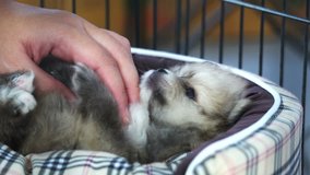 Hand playing with sleeping puppies 4K
