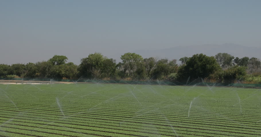 A green row of crops in a farm field is watered and sprayed by irrigation sprinkler equipment in the Salinas Valley, California USA