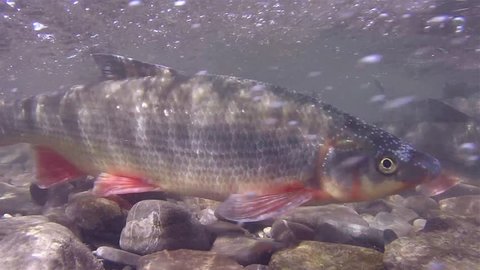 Spawning of Nase carp under water. Close up Spawning of Chondrostoma nasus freshwater fish in the river habitat.