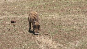 African Warthog walking