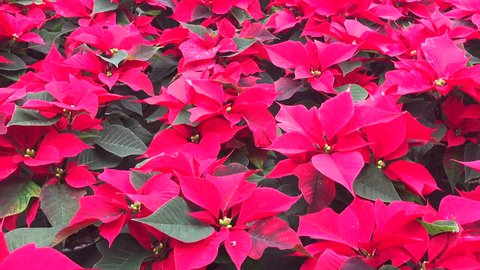Poinsettia christmas in  red and green leaves background texture . christmas plants