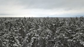 Aerial view of the snow-covered pine branches