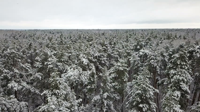 Aerial view of the snow-covered pine branches | Shutterstock HD Video #33538159