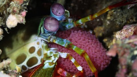 Peacock Mantis Shrimp with Eggs