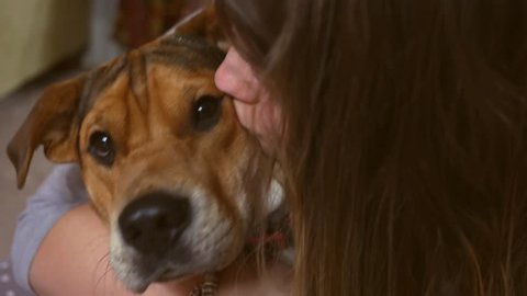 Pet owner loves her beagle puppy and kisses him