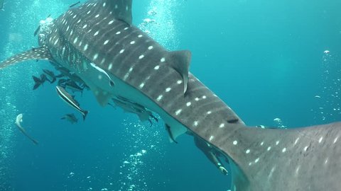 Whale shark and freediver
Thailand / Gulf of Siam 