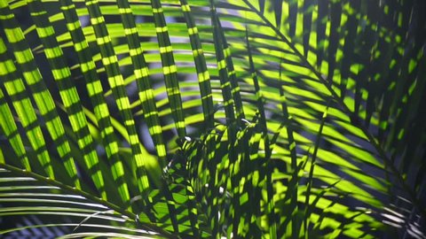 Palm leafs at sunlight closeup