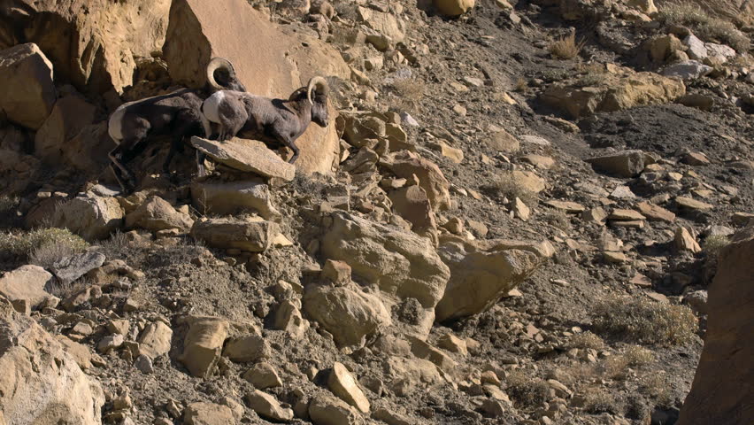 Two Rocky Mountain Bighorn Sheep Rams walking across boulders on hillside followed by small Ram