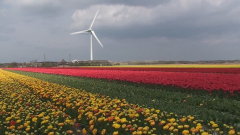 Tulips field, windmill power station, Alkmaar, Denmark