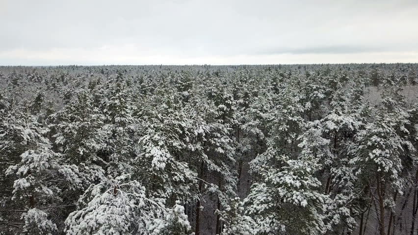 Aerial view of the snow-covered pine branches | Shutterstock HD Video #33550831