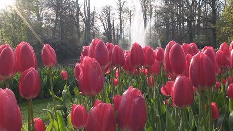 Red Tulips, Keukenhof, Lisse, Netherlands