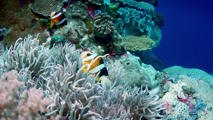 clarks in motion sea