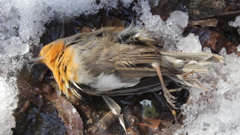 Insectivorous birds have died during cold periods when there is no mass food. This Robin (Erithacus rubecola) is dead in winter in subtropics during snowfall
